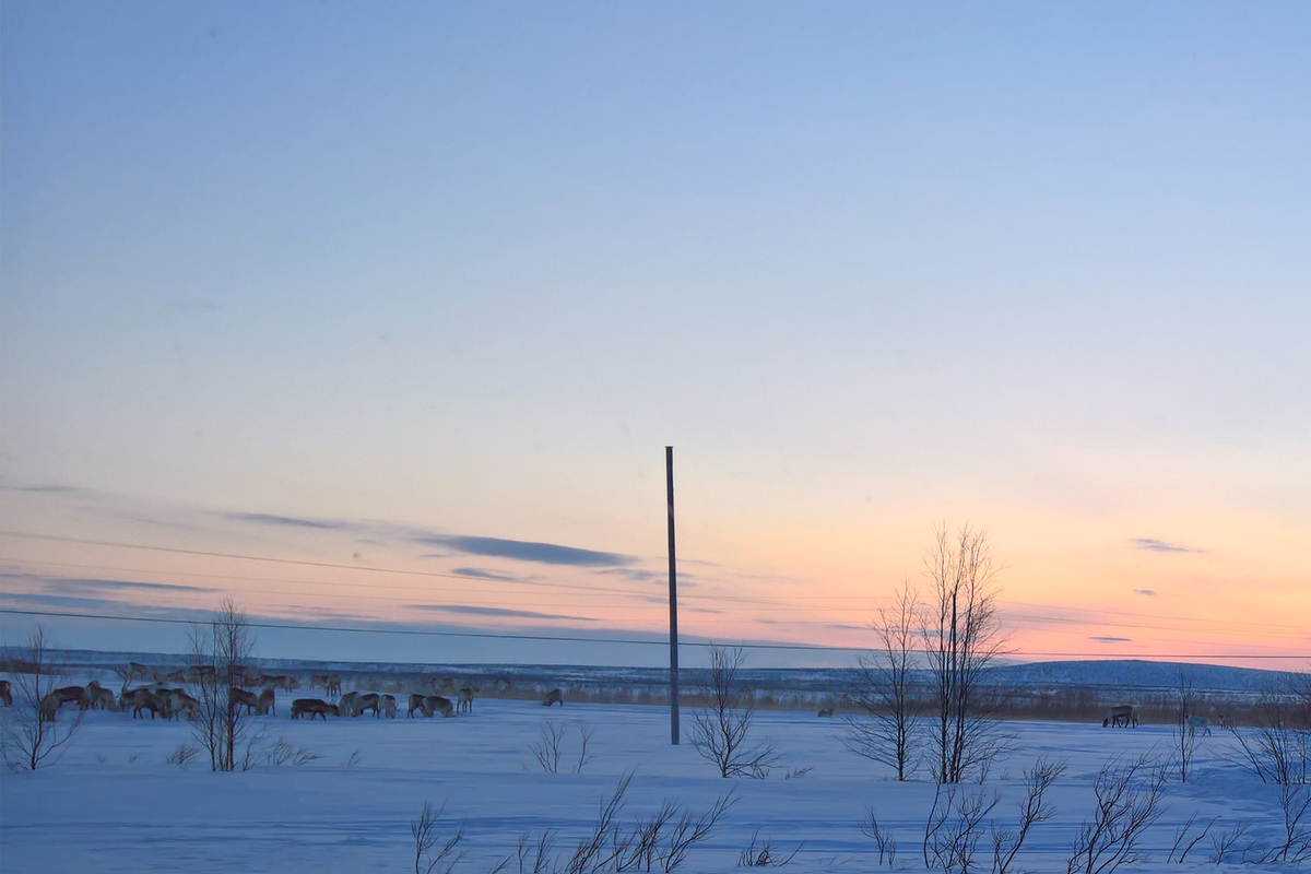 Reinsdyr ved Kautokeino